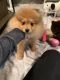 Pomeranian Puppies for sale in 306 Westshore Dr, Shorewood, IL 60404, USA. price: NA
