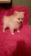 Pomeranian Puppies for sale in Montgomery, IN, USA. price: $500
