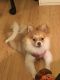 Pomeranian Puppies for sale in Chambersburg, PA, USA. price: $500