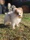Pomeranian Puppies for sale in University Park, TX, USA. price: NA