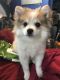 Pomeranian Puppies for sale in Chino Valley, AZ, USA. price: $400