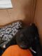 Pomeranian Puppies for sale in South Boston, VA 24592, USA. price: NA
