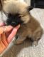 Pomeranian Puppies for sale in Peachtree City, GA, USA. price: NA