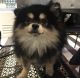 Pomeranian Puppies for sale in Fleetwood, NC 28626, USA. price: $350