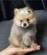 Pomeranian Puppies for sale in 908 W 5th St, Coffeyville, KS 67337, USA. price: $550