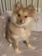 Pomeranian Puppies for sale in Augusta, GA, USA. price: $800