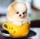 Pomeranian Puppies for sale in Reno, NV, USA. price: $450
