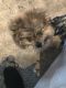Pomeranian Puppies for sale in Rochester, NY, USA. price: $6