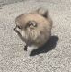 Pomeranian Puppies for sale in Littleton, NC 27850, USA. price: $550