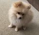 Pomeranian Puppies for sale in 803 Alpine Ct, Kissimmee, FL 34758, USA. price: NA
