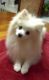 Pomeranian Puppies for sale in Springfield, MO 65810, USA. price: $795