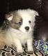 Pomeranian Puppies for sale in Lincoln, NE, USA. price: $400