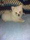 Pomeranian Puppies for sale in Lookout, CA 96054, USA. price: $700