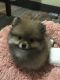 Pomeranian Puppies for sale in Fullerton, CA, USA. price: NA