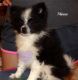 Pomeranian Puppies for sale in Elkland, MO 65644, USA. price: NA