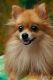 Pomeranian Puppies for sale in 920 N Sterling Ave, Palatine, IL 60067, USA. price: NA