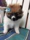 Pomeranian Puppies for sale in Moreno Valley, CA 92553, USA. price: NA