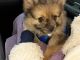 Pomeranian Puppies for sale in Kingsville, OH, USA. price: NA