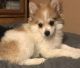Pomeranian Puppies for sale in Chino Valley, AZ, USA. price: NA