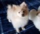 Pomeranian Puppies for sale in Harrisonburg, VA, USA. price: NA