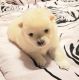 Pomeranian Puppies for sale in Estacada, OR, USA. price: $900
