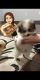 Pomeranian Puppies for sale in McDonough, GA, USA. price: NA