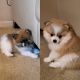 Pomeranian Puppies for sale in Cheshire, CT, USA. price: NA