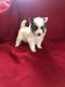 Pomeranian Puppies for sale in Sharon, PA, USA. price: NA