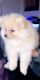 Pomeranian Puppies for sale in 751 Kiwi St, Madera, CA 93638, USA. price: NA