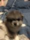 Pomeranian Puppies for sale in Cartersville, GA, USA. price: NA
