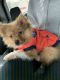 Pomeranian Puppies for sale in 1015 Atlantic Blvd, Atlantic Beach, FL 32233, USA. price: NA