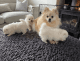 Pomeranian Puppies for sale in Toronto, ON M6G 1B4, Canada. price: NA