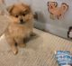 Pomeranian Puppies for sale in Ripley, WV, USA. price: $1,300