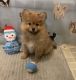 Pomeranian Puppies for sale in Ripley, WV, USA. price: NA
