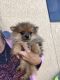 Pomeranian Puppies for sale in Daytona Beach, FL, USA. price: $400
