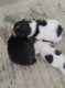 Pomeranian Puppies for sale in Big Rapids, MI 49307, USA. price: $800