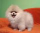 Pomeranian Puppies for sale in 217 Cottonwood Rd, Arnold, MO 63010, USA. price: NA