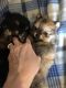 Pomeranian Puppies for sale in Cave-In-Rock, IL 62919, USA. price: NA