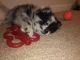 Pomeranian Puppies for sale in Boiling Springs, SC 29316, USA. price: NA