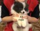 Pomeranian Puppies for sale in Gaffney, SC, USA. price: NA