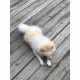 Pomeranian Puppies for sale in 50-27 201st St, Flushing, NY 11364, USA. price: NA