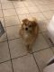 Pomeranian Puppies for sale in 919 NW 2nd Ave, Miami, FL 33136, USA. price: NA