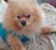 Pomeranian Puppies for sale in Fall River, MA, USA. price: NA