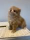 Pomeranian Puppies for sale in Columbus, OH, USA. price: NA