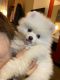 Pomeranian Puppies for sale in Glendale, CA, USA. price: NA