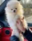 Pomeranian Puppies for sale in Augusta, GA, USA. price: $500