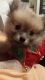 Pomeranian Puppies for sale in Cambridge, OH 43725, USA. price: NA