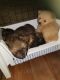 Pomeranian Puppies for sale in Katy, TX, USA. price: NA