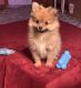 Pomeranian Puppies for sale in Ripley, WV, USA. price: $900