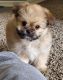 Pomeranian Puppies for sale in Redlands, CA, USA. price: NA